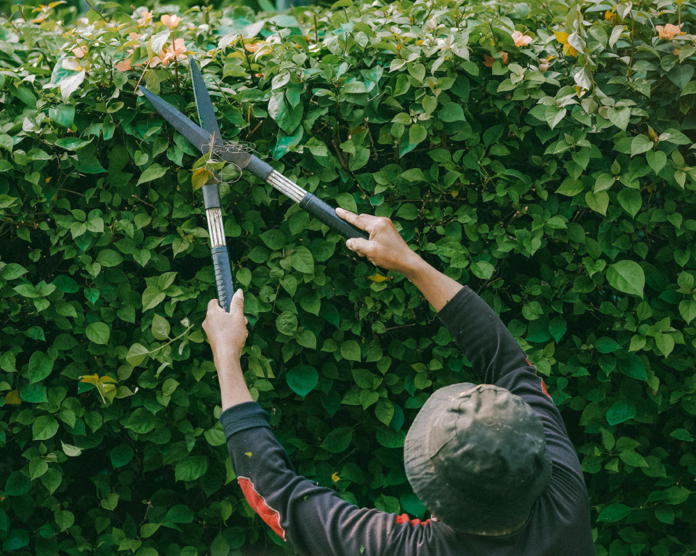 coupe haie professionnelle Alvimare