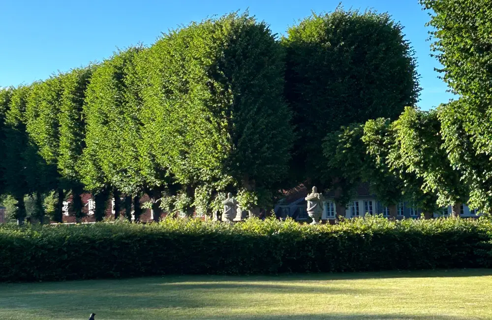Taille de haie à Yvetot : les bonnes périodes